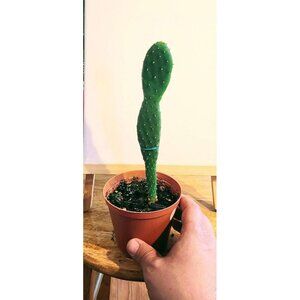 CAC-PLST-21 Baby Rooted Red Cactus Pear " Opuntia Cactus | Winter Cact